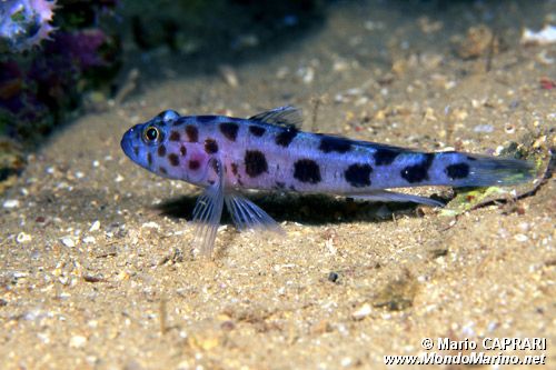 Ghiozzo leopardo (Thorogobius ephippiatus)