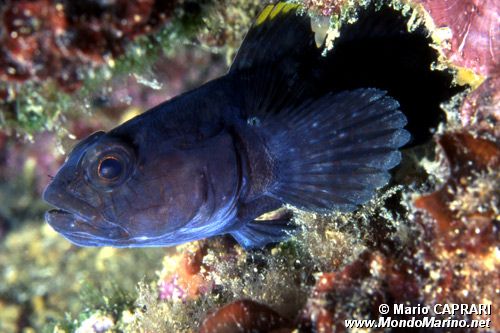 Ghiozzo paganello (Gobius paganellus)