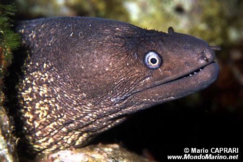 Murena (Muraena helena)