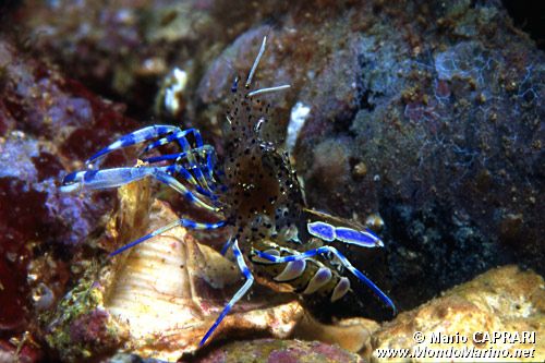 Gamberetto fantasma freccia (Periclimenes sagittifer)