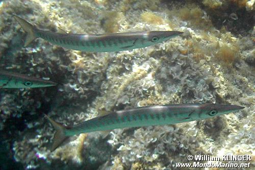 Barracuda boccagialla (Sphyraena viridensis)