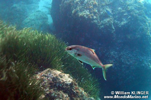 Ricciola (Seriola dumerili)