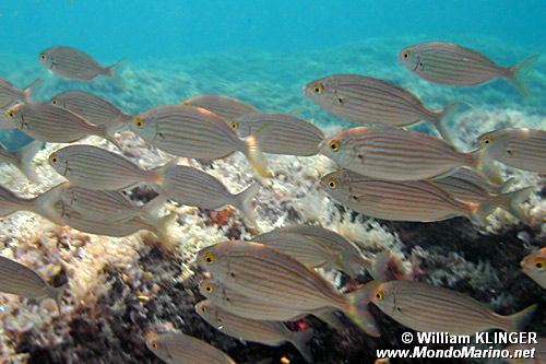 Salpa (Sarpa salpa)