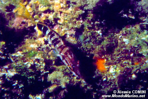 Sciarrano (Serranus scriba)