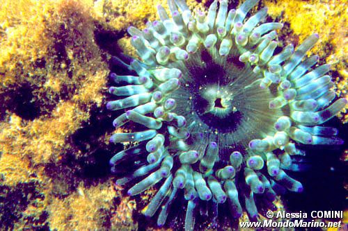 Anemone grosso (Cribrinopsis crassa)