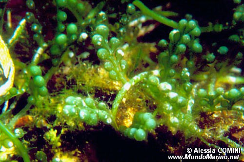 Caulerpa (Caulerpa racemosa)