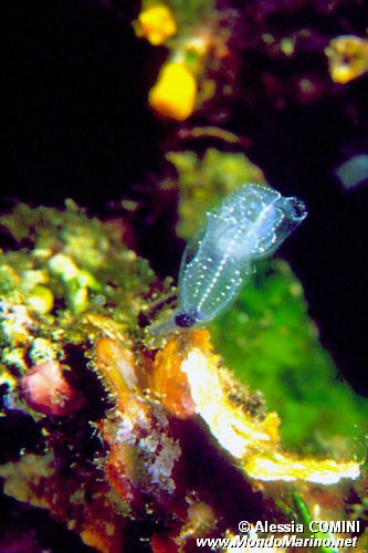 Ascidia  cristallo (Clavelina lepadiformis)