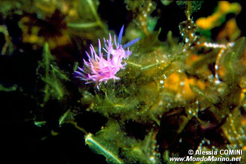 Flabellina rosa (Flabellina affinis)