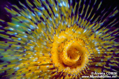 Spirografo (Sabella spallanzanii)