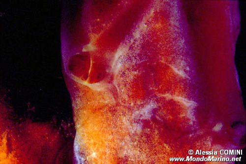 Spugna (Spirastrella scunctatrix)