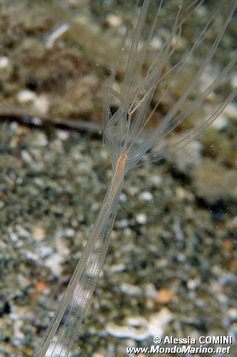 Cerianto (Halcampoides purpurea)