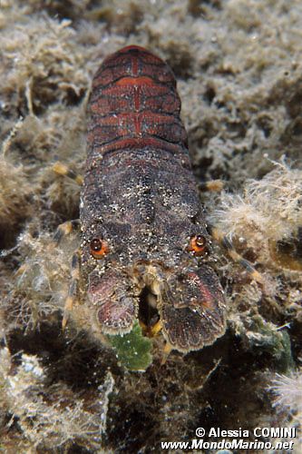 Cicaletta (Scyllarides arctus)