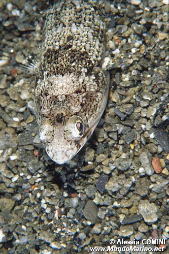 Pesce lucertola (Synodus saurus)