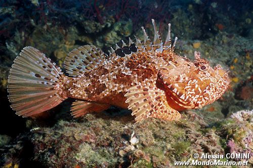 Scorfano rosso (Scorpeana scrofa)