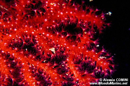 Gorgonia rossa (Paramuricea clavata)