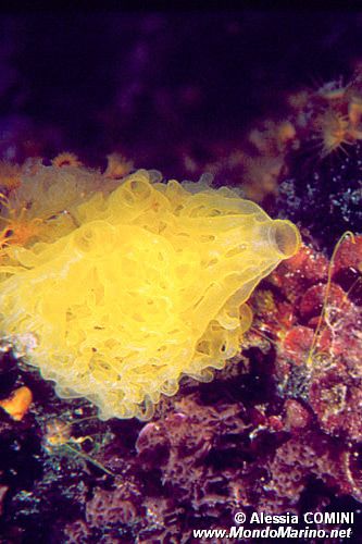 Spugna gialla (Clathrina clathrus)