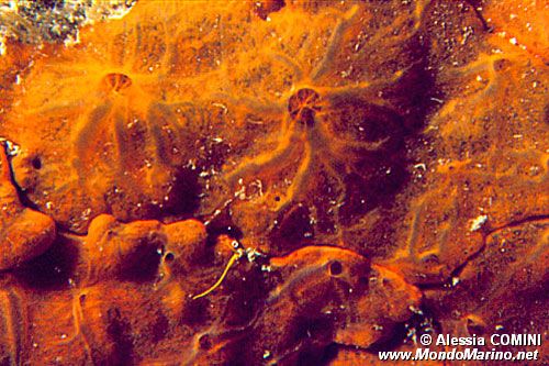 Spugna rossa (Spirastrella cunctatrix)