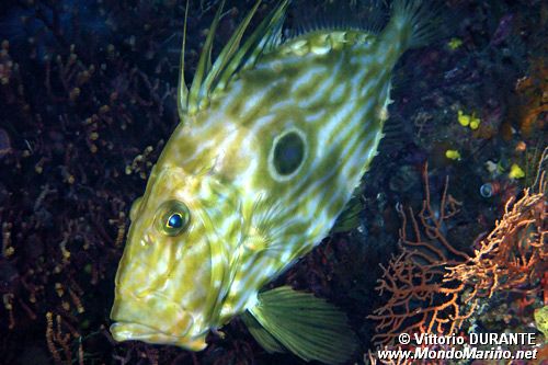 Pesce san pietro (Zeus faber)