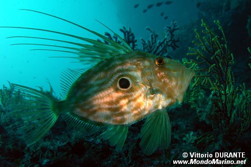 Pesce san pietro (Zeus faber)