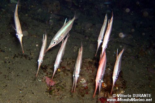 Pesce trombetta (Macrorhamphosus scolopax)