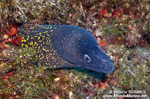 Murena (Muraena helena)
