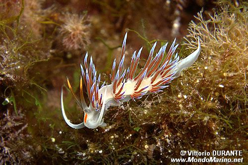 Cratena (Cratena peregrina)