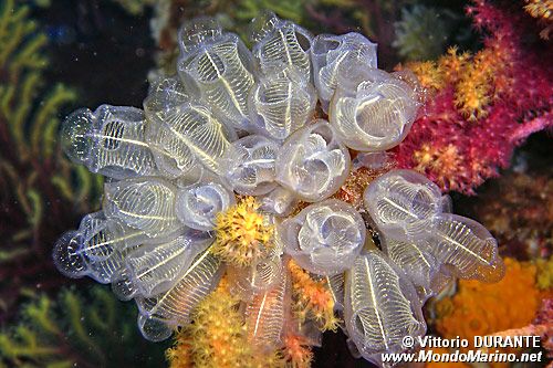 Ascidia  cristallo (Clavelina lepadiformis)