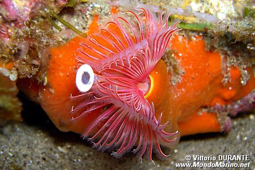 Serpula (Serpula vermicularis)