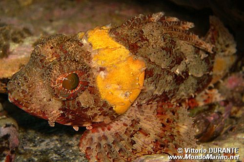 Scorfanotto (Scorpaena notata)