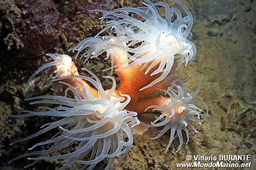 Dendrofillia (Dendrophyllia ramea)