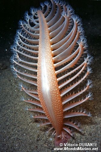 Pennatula rossa (Pennatula rubra)
