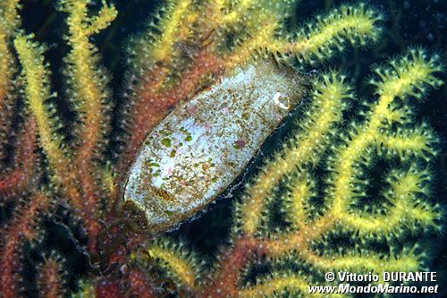 Gattuccio (Scyliorhinus sp.)