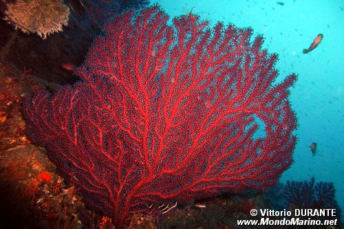 Gorgonia rossa (Paramuricea clavata)