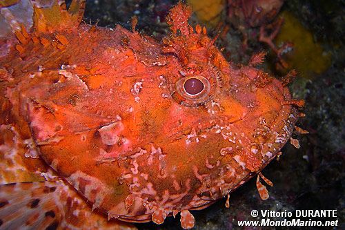 Scorfano rosso (Scorpaena scrofa)