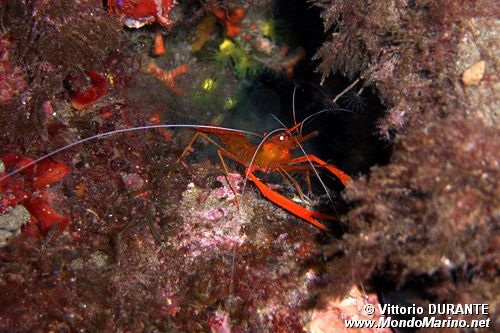 Gambero meccanico (Stenopus spinosus)