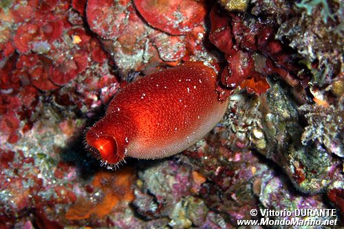 Patata di mare (Halocynthia papillosa)