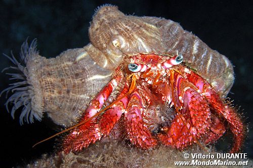Paguro (Dardanus calidus)