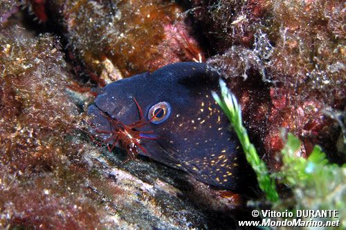 Murena (Muraena helena)
