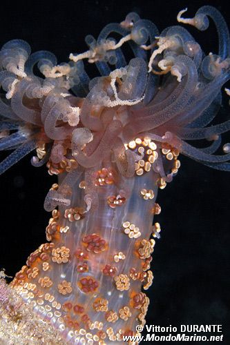 Attinia alice (Alicia mirabilis)