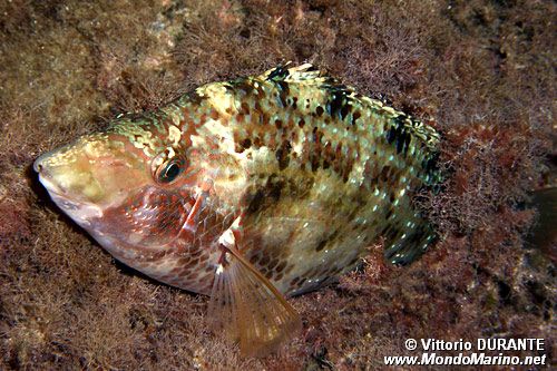 Tordo pavone (Symphodus tinca)