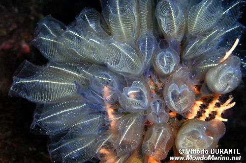 Ascidia  cristallo (Clavelina lepadiformis)