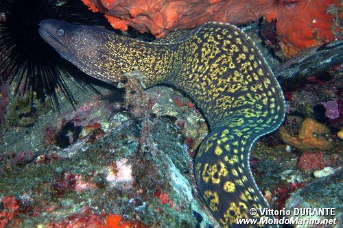 Murena (Muraena helena)