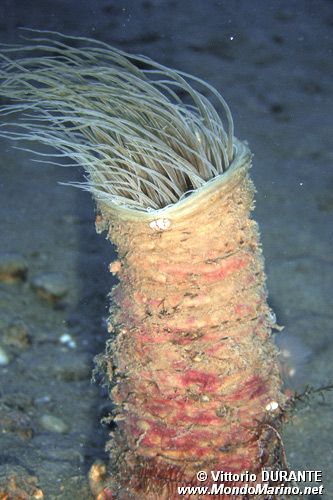 Cerianto (Cerianthus membranaceus)