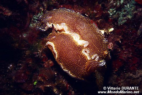 Doride dipinto (Hypselodoris picta)