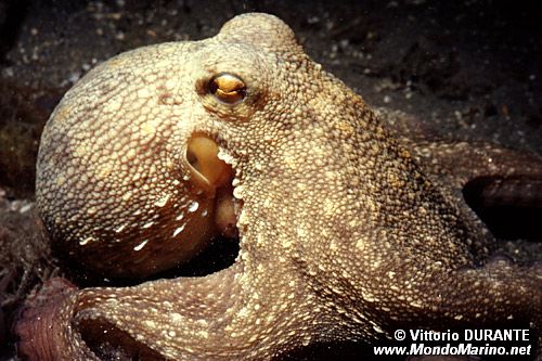 Polpo comune (Octopus vulgaris)