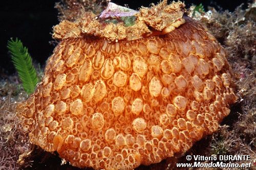 Lumaca ad ombrello (Umbraculum umbraculum)