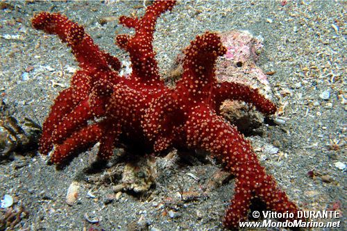 Mano di morto (Alcyonium acaule)