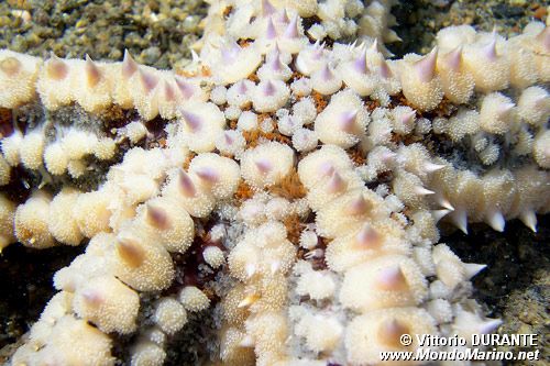 Martasteria (Marthasterias glacialis)
