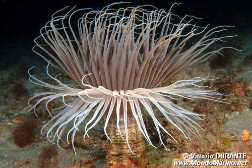 Cerianto (Cerianthus membranaceus)