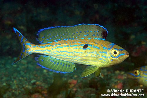 Zerro (Spicara smaris)